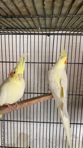Two Beautiful Yellow Birds in Cage