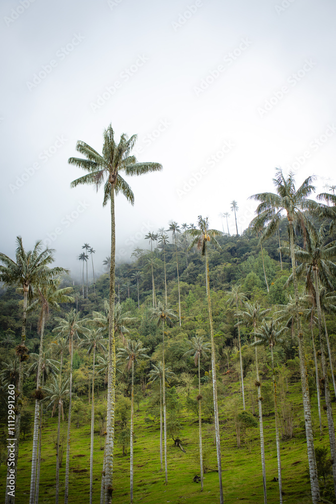 Hermosa fotografía del Valle del Cocora, Colombia, tomada en un día nublado.