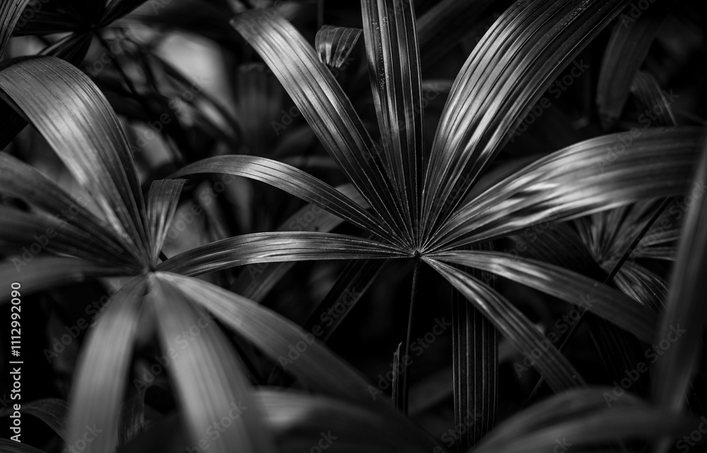Palme Palme