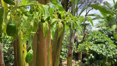 Unharvested green chillies plant - Organic farming