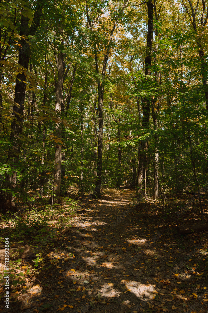 path in the woods