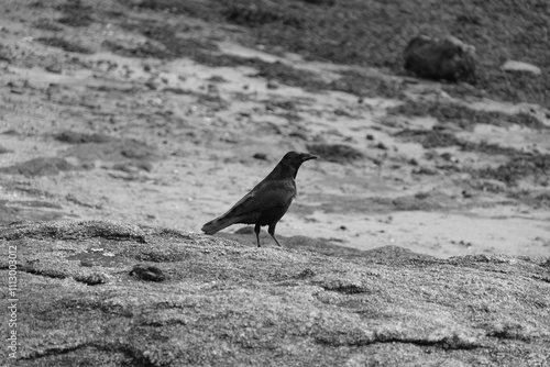 Jeune corbeau . photo