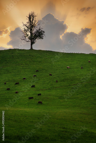 A lone tree, beautiful sunset sky and a hilltop, a pasture with cows grazing.