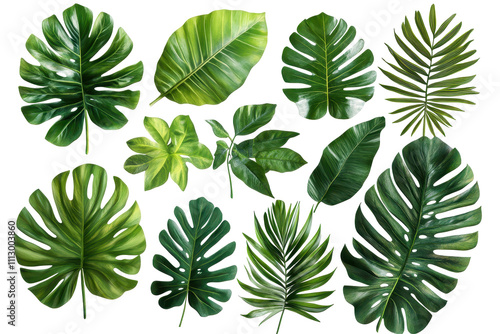 Collection of green leaves with various shapes on a white background