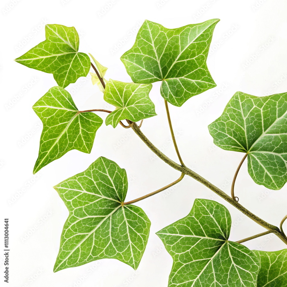 Green ivy leaves with prominent veins on white background Green ivy leaves with prominent veins on white background