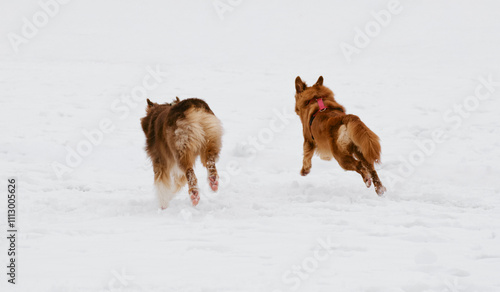 Canvas Print Two cute fluffy happy purebred dogs run together in the snow during a winter walk