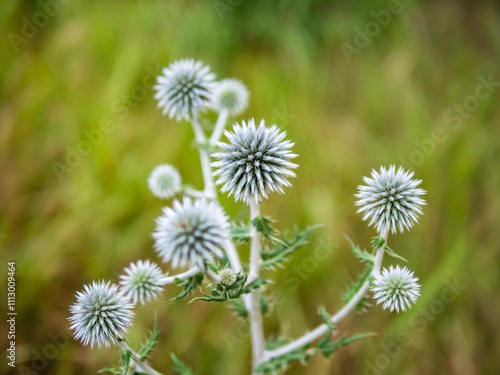 plant with spiky white blooms in nature