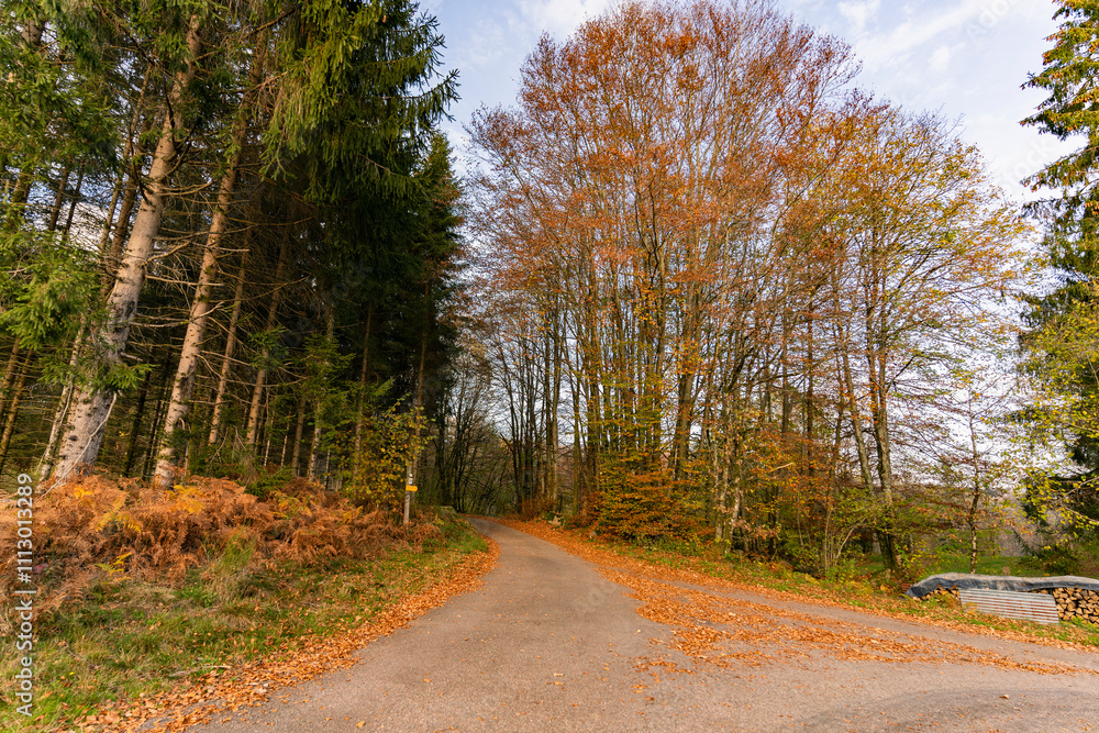 Fototapeta premium Foret en automne pour se balader