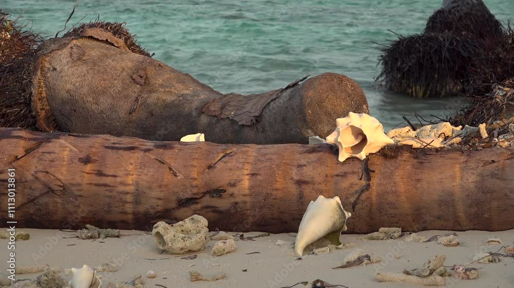 An elephant looking palm tree log with conch shells on a tropical beach at sunset An elephant looking palm tree log with conch shells on a tropical beach at sunset