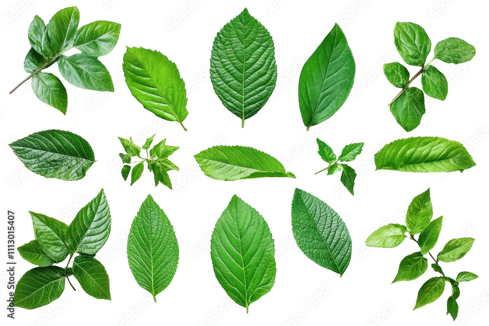 Green leaves set against a white background create an atmosphere of freshness and lightness Green leaves set against a white background create an atmosphere of freshness and lightness