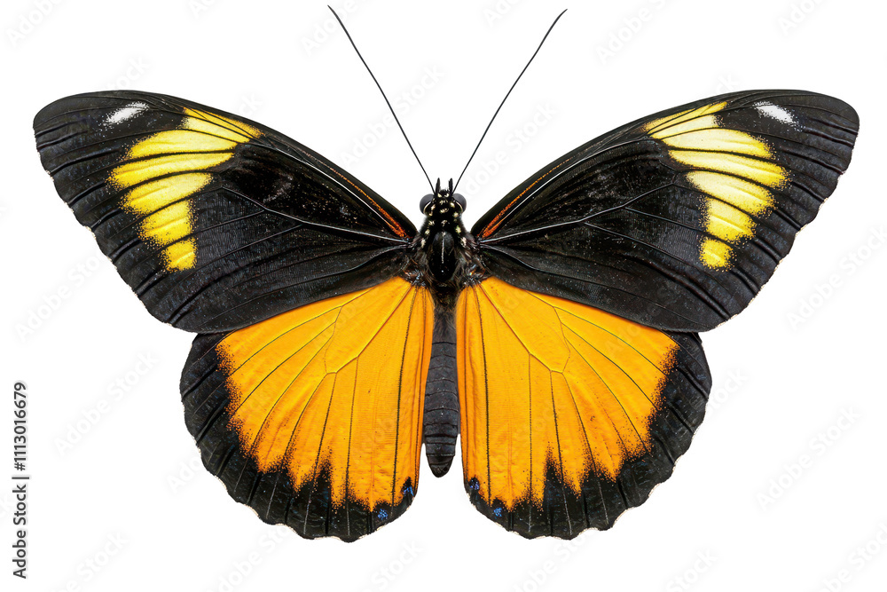 A butterfly perched gracefully against a clean white backdrop A butterfly perched gracefully against a clean white backdrop
