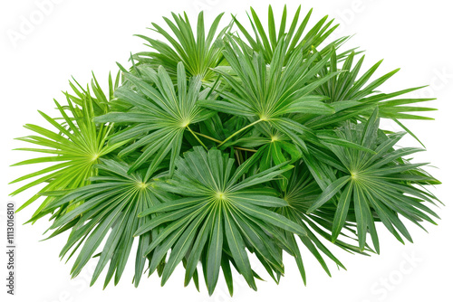 A clean white background emphasizes the beauty of the green plant