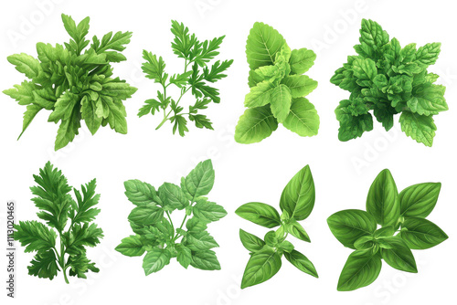 Fresh parsley with multiple uncomplicated motifs