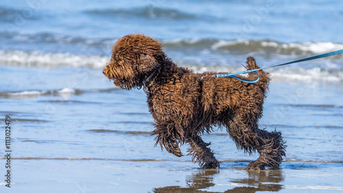 Canvas Print A barbet dog walking on the beach near Morro Bay, California.