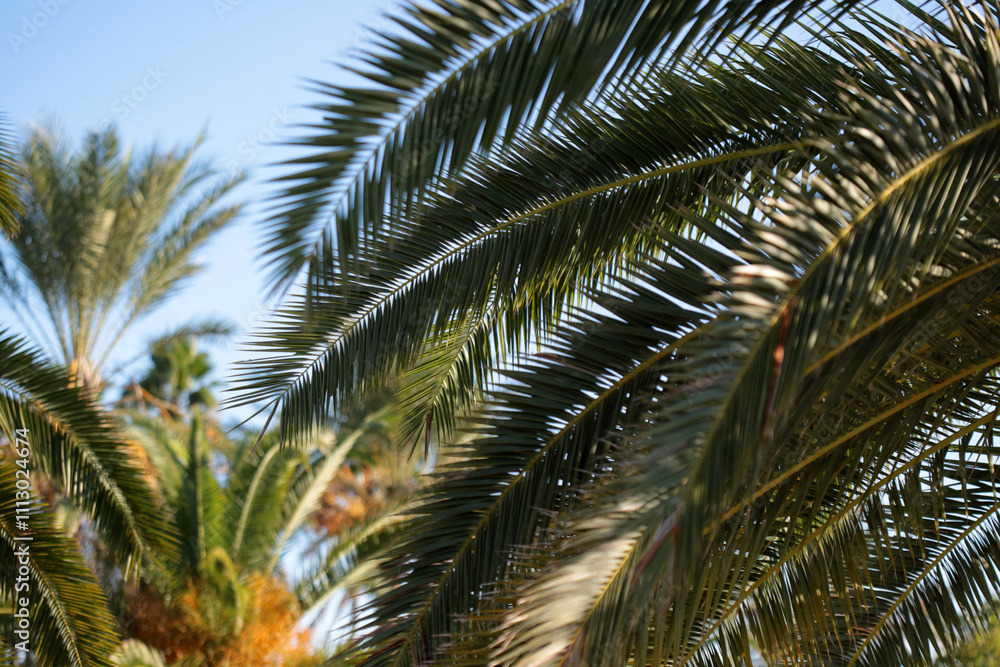Lush Palm Trees Lush Palm Trees