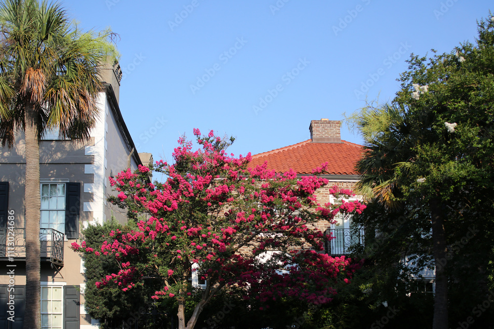 A Crepe Myrtle Tree Blooming In Charleston, South Carolina A Crepe Myrtle Tree Blooming In Charleston, South Carolina