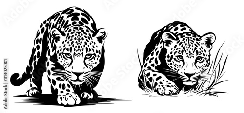 wild leopards in realistic hand-drawn ink style black vector