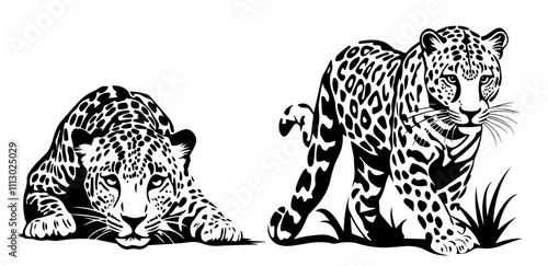wild leopards in realistic hand-drawn ink style black vector