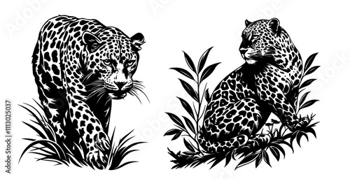 wild leopards in realistic hand-drawn ink style black vector