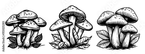 artistic illustration of wild mushrooms in nature