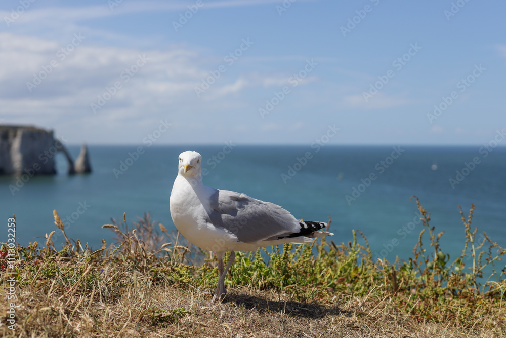 One beautiful dove stands on top of a rock on a summer day. One beautiful dove stands on top of a rock on a summer day.