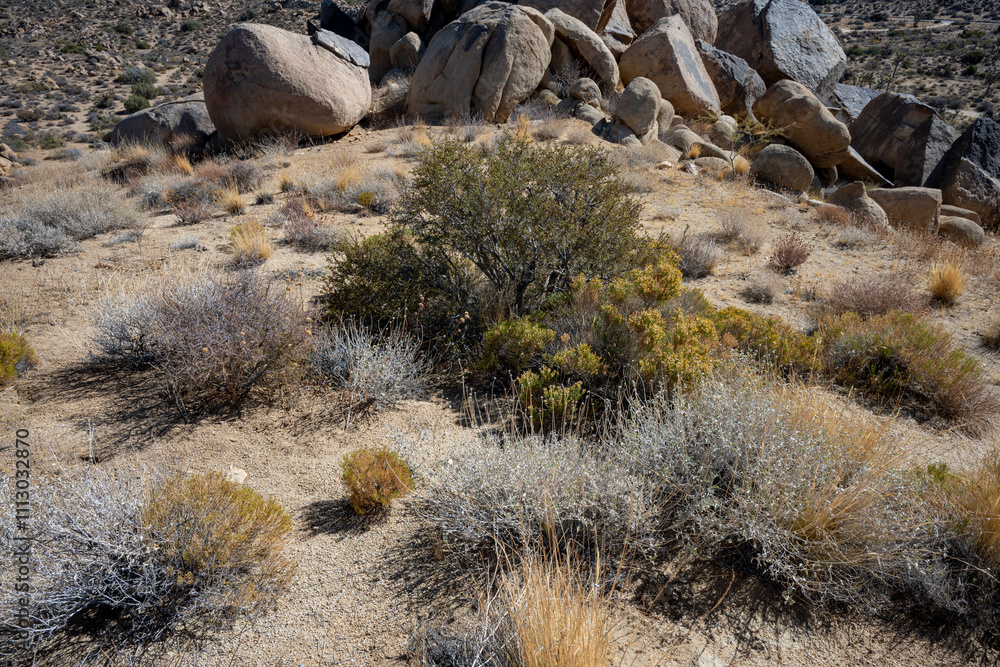 Discover the Unique Plants of Joshua Tree Desert Landscape Discover the Unique Plants of Joshua Tree Desert Landscape