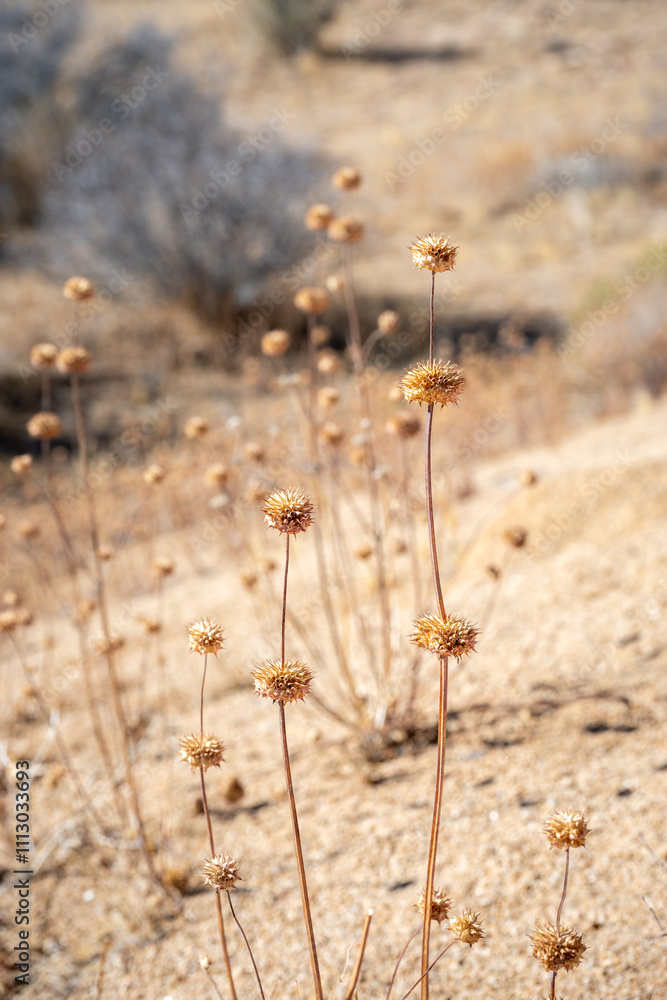 Discover the Unique Plants of Joshua Tree Desert Landscape Discover the Unique Plants of Joshua Tree Desert Landscape