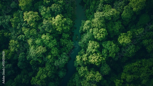 Aerial view of a river flowing through a lush green forest.