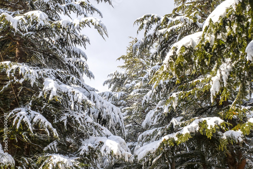 Winter coniferous trees. He...