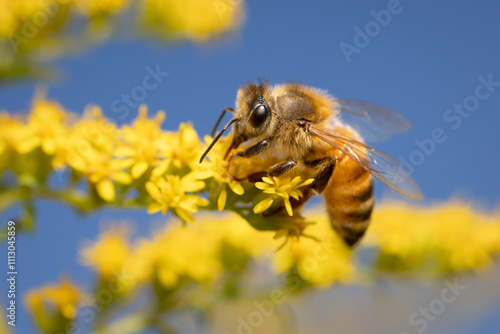 Honey bee on Goldenrod