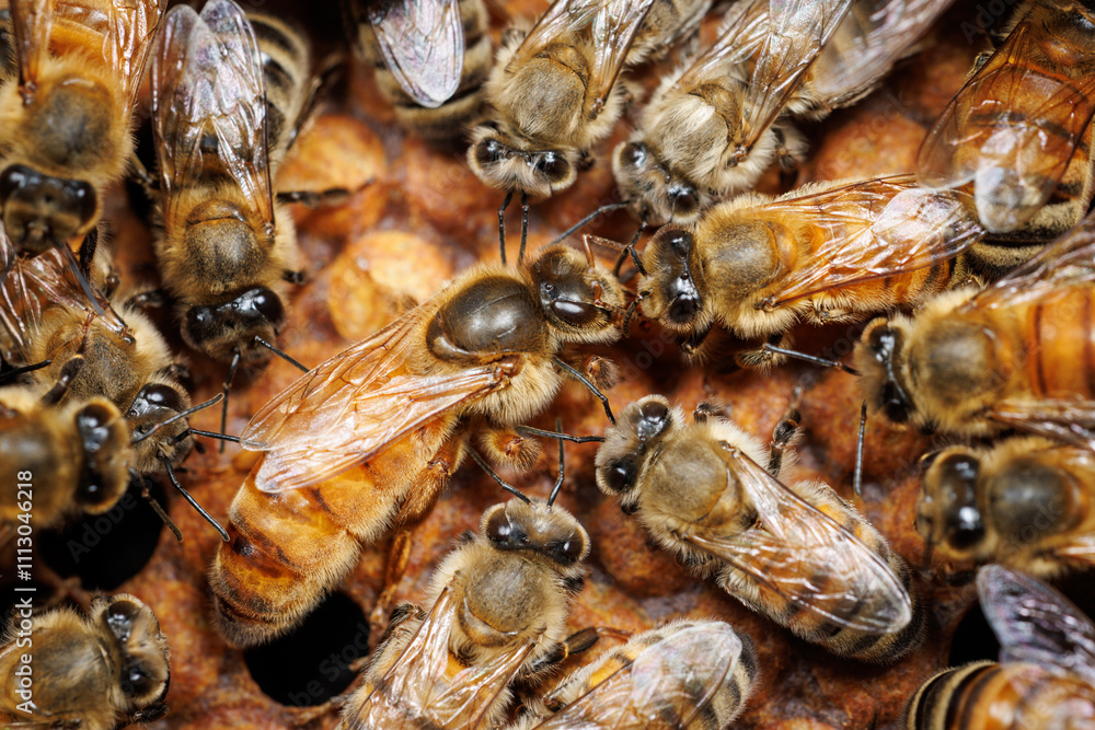Queen Bee Queen Bee