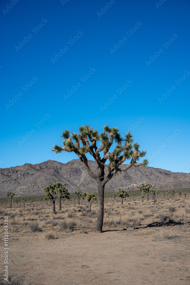 Explore Joshua Tree National Park’s Mountains and Stunning Desert Views Explore Joshua Tree National Park’s Mountains and Stunning Desert Views