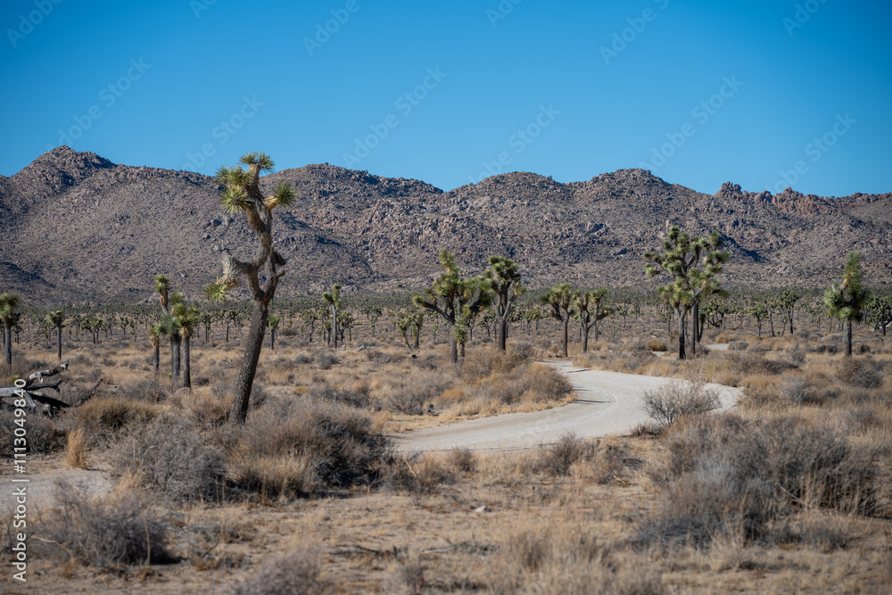 Explore Joshua Tree National Park’s Mountains and Stunning Desert Views Explore Joshua Tree National Park’s Mountains and Stunning Desert Views