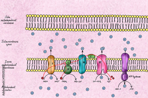 Illustration of a electron transport chain