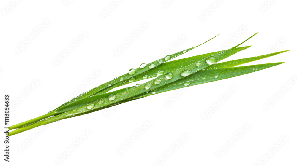 Fototapeta premium Grass blade with dewdrops transparent background