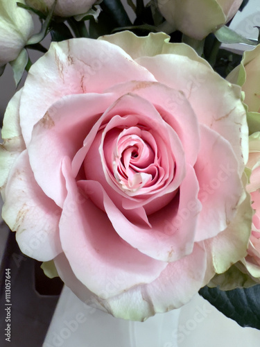 pink roses bouquet