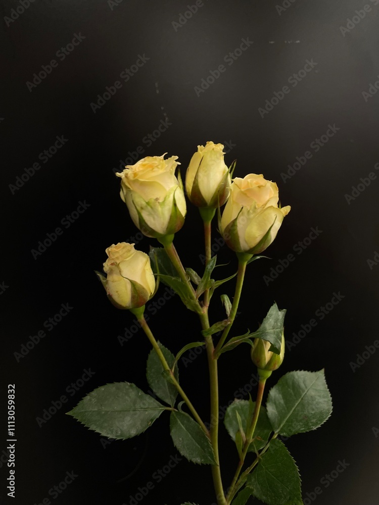 Obraz premium bunch of yellow mini roses