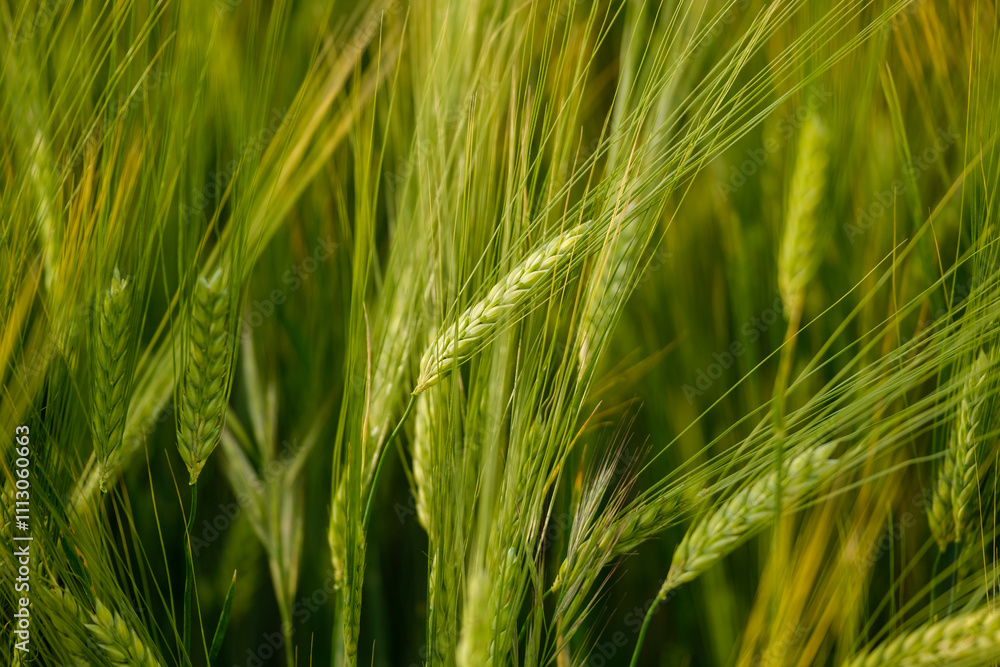 Lush Green Barley Fields Capturing Nature's Serenity Lush Green Barley Fields Capturing Nature's Serenity