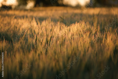 Serene landscape with golden sunset over fields photo