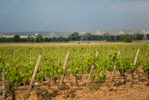 Lush vineyard landscape reflecting tranquility and elegance photo