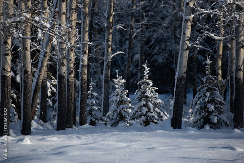 Two Small Trees in the Woods with Snow in Winter