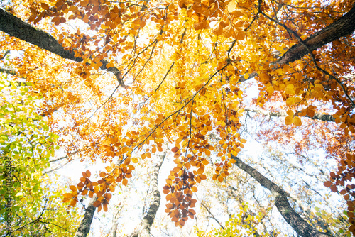 Autumn canopy in the ancient Tosande forest, Palencia photo