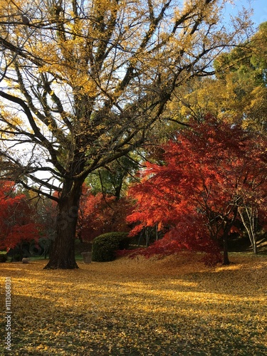autumn in the park