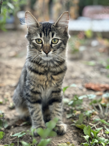Wallpaper Mural Portrait of a cat standing on the ground Torontodigital.ca