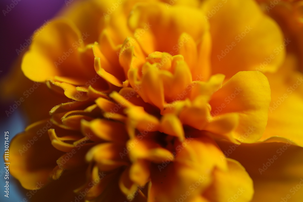 Marigolds Marigolds