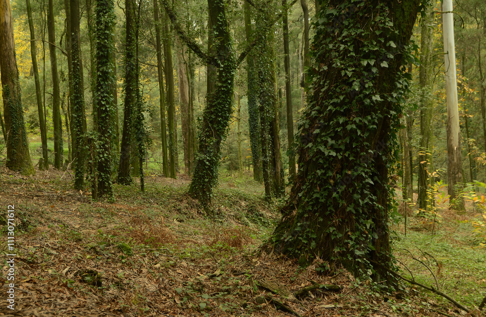 Fototapeta premium Woodland with tree trunks covered in vines and leaning towards the same side, damp autumn environment in the forest