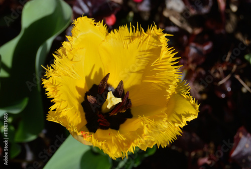 Yellow spring flower with dark background around, light and shadow