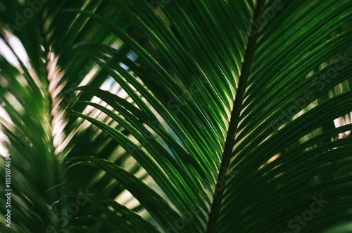 Palm photo