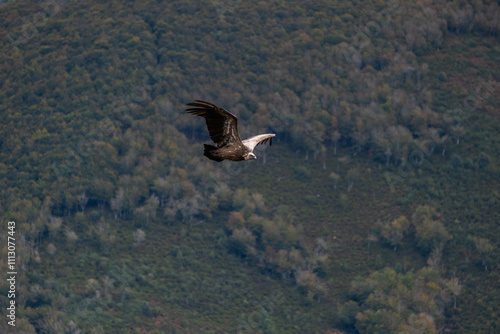 Eurasian griffon vulture photo