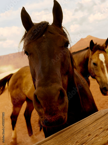 Horse says hello photo